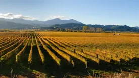 What Are the Best Wine Regions in New Zealand?